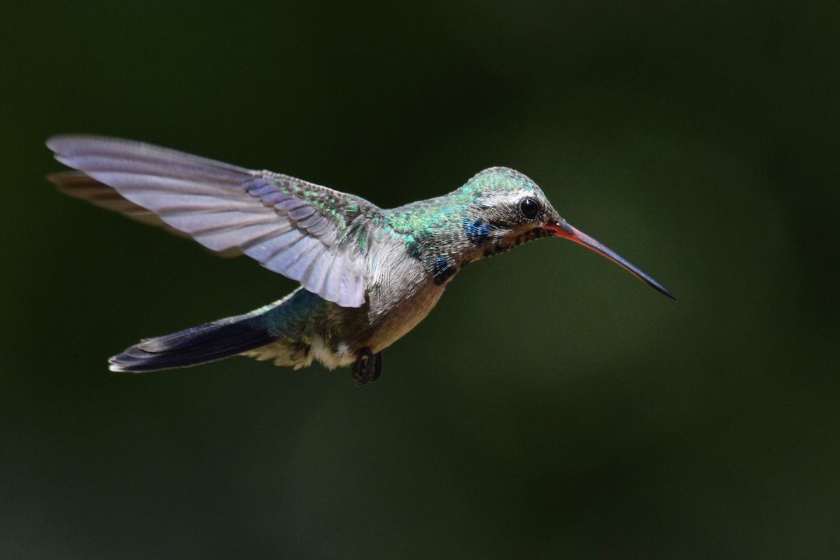 Broad-billed Hummingbird - ML257958471