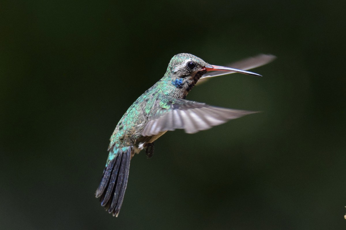 Broad-billed Hummingbird - ML257958481