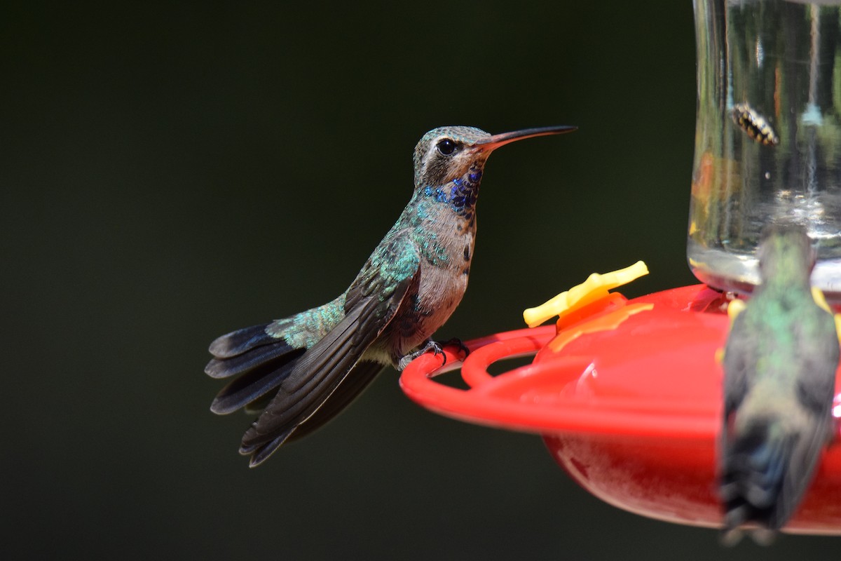 Broad-billed Hummingbird - ML257958531