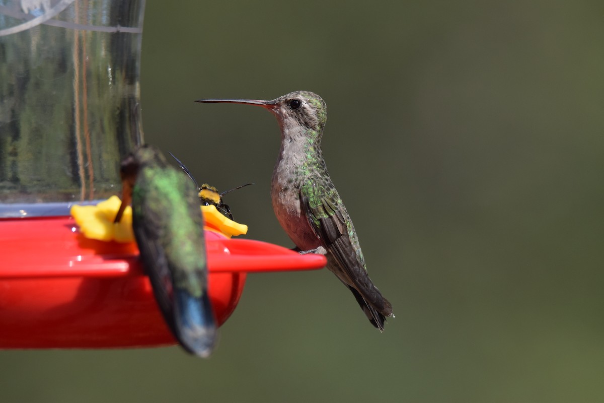Broad-billed Hummingbird - ML257958541