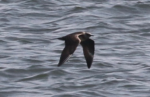 Long-tailed Jaeger - ML257961651