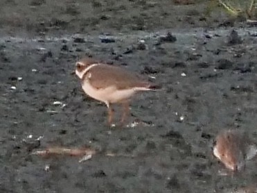 Semipalmated Plover - ML257976151
