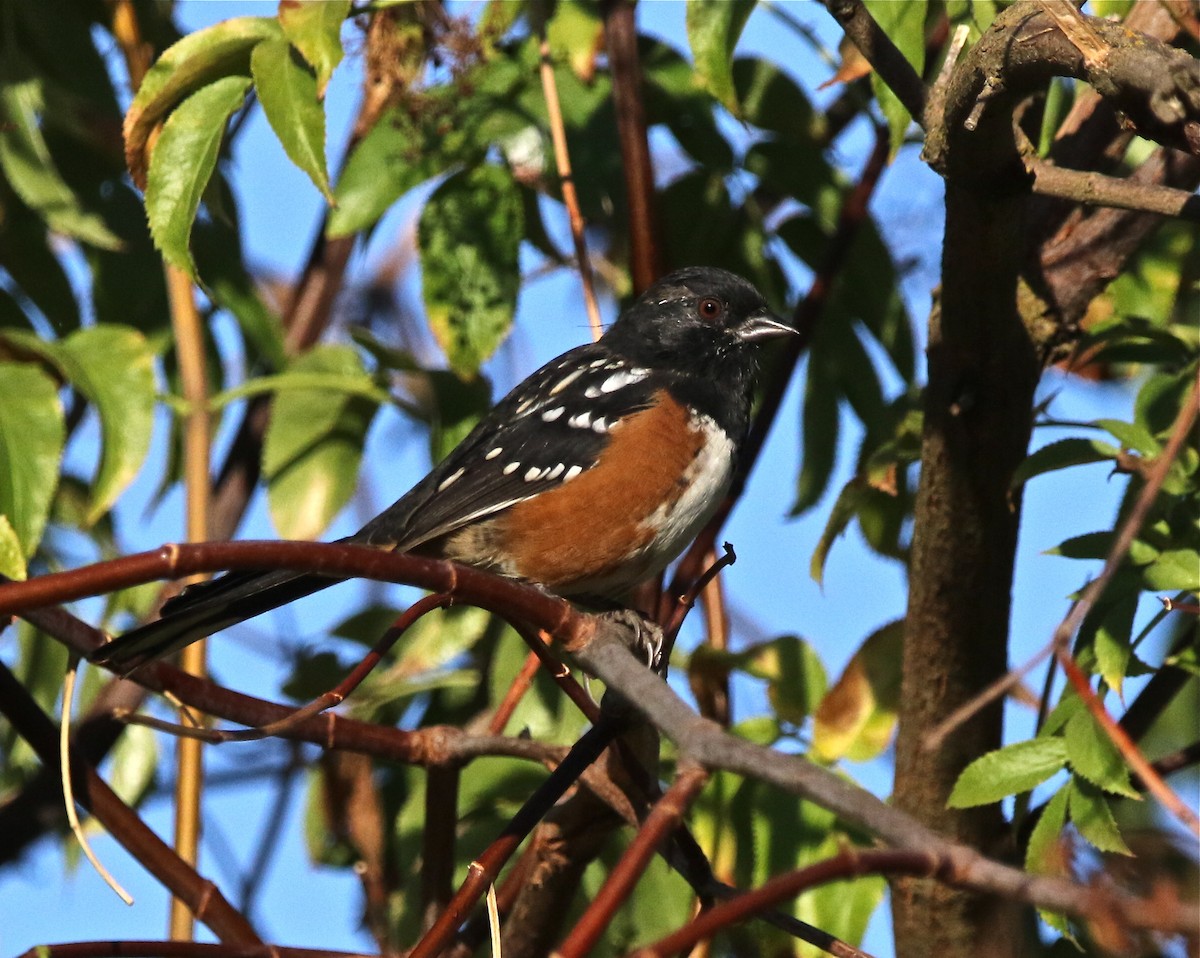 Spotted Towhee - Pair of Wing-Nuts