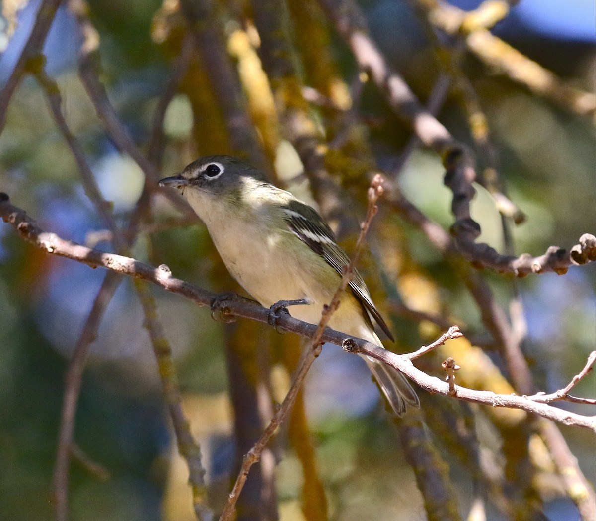 Cassin's Vireo - Pair of Wing-Nuts