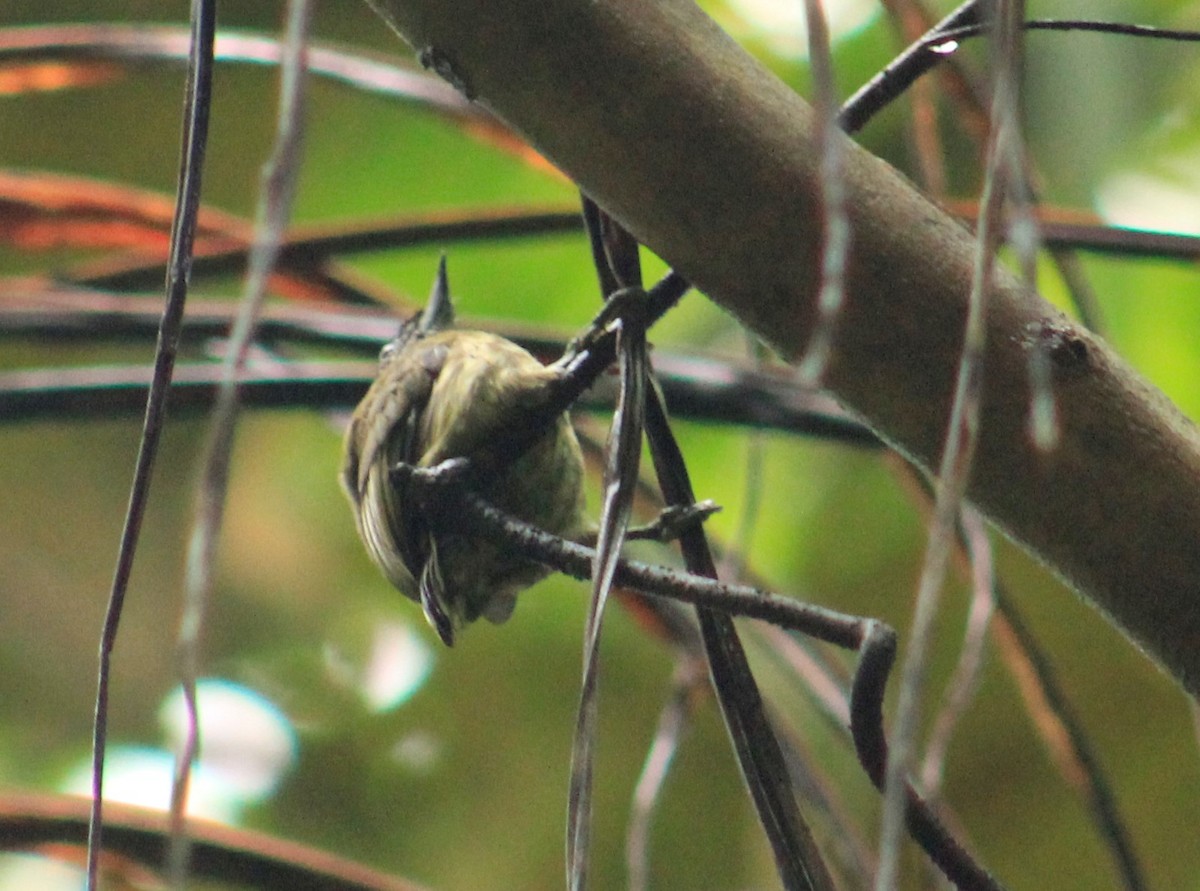 Olivaceous Piculet - ML257985521