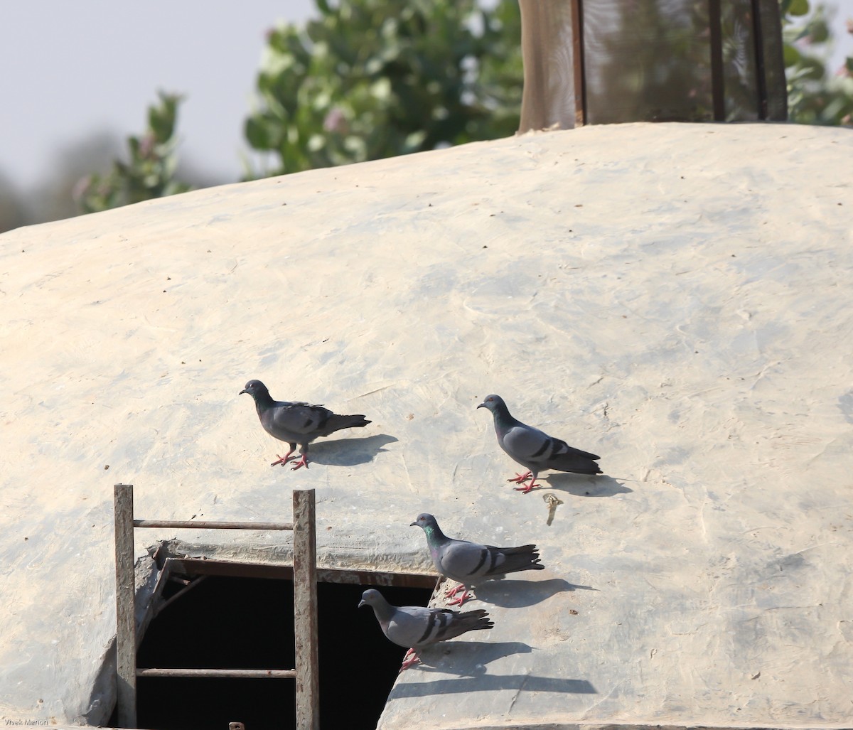 Rock Pigeon (Feral Pigeon) - Vivek Menon