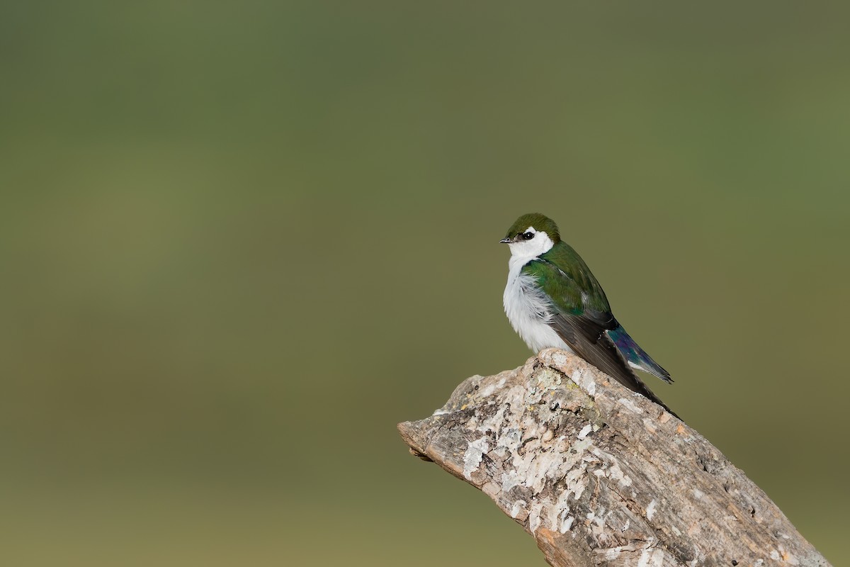 Violet-green Swallow - ML257987211
