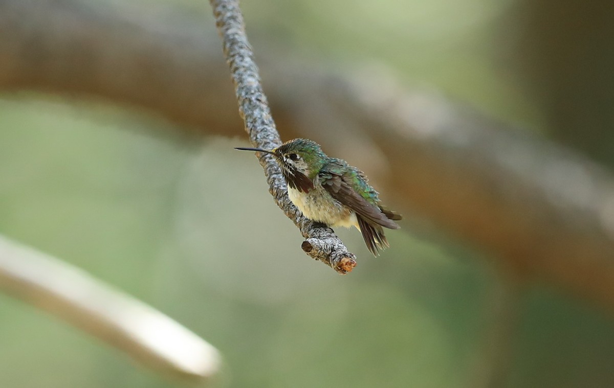 Calliope Hummingbird - Chris McCreedy - no playbacks