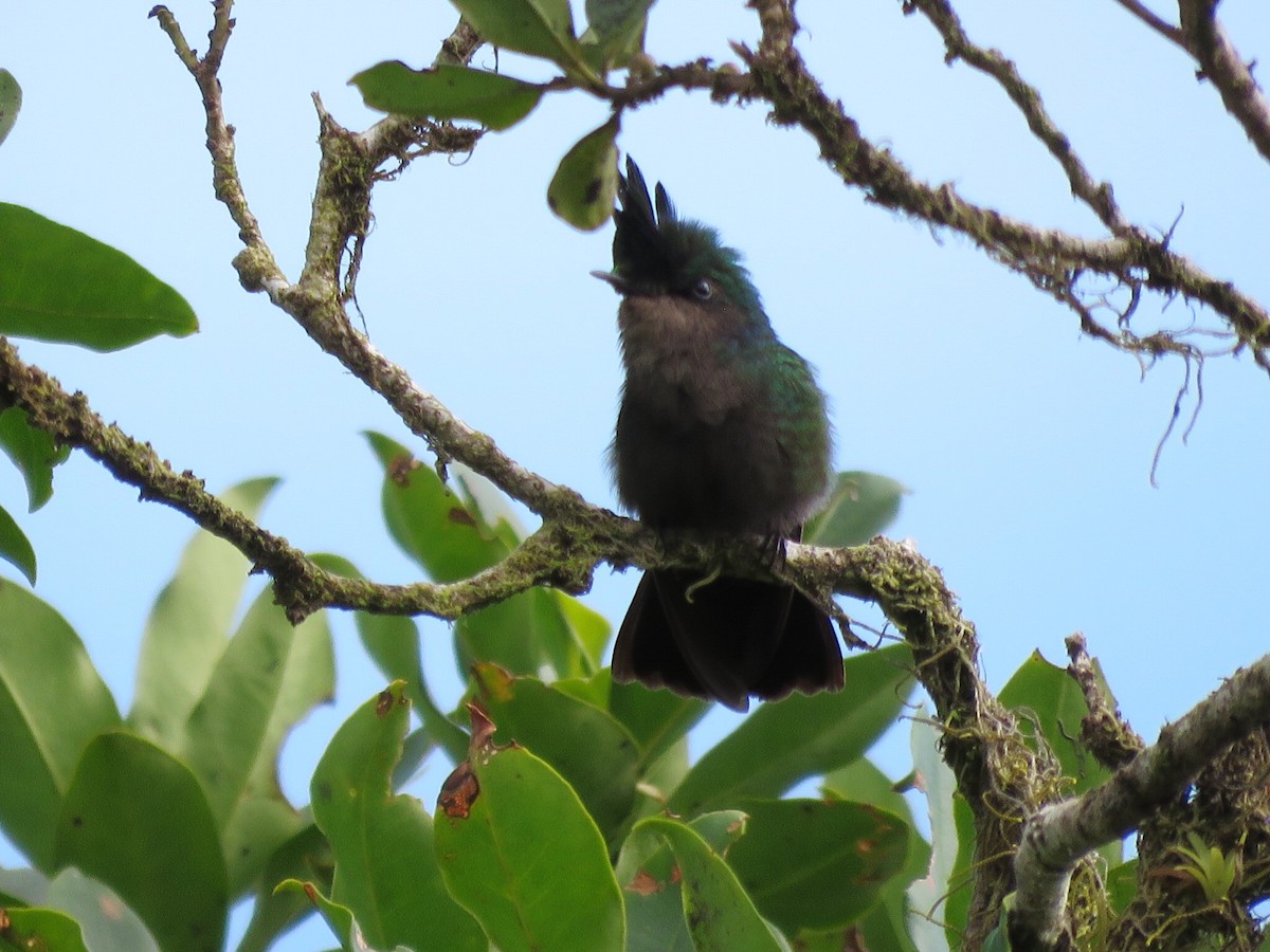 Antillean Crested Hummingbird - Martin Bern