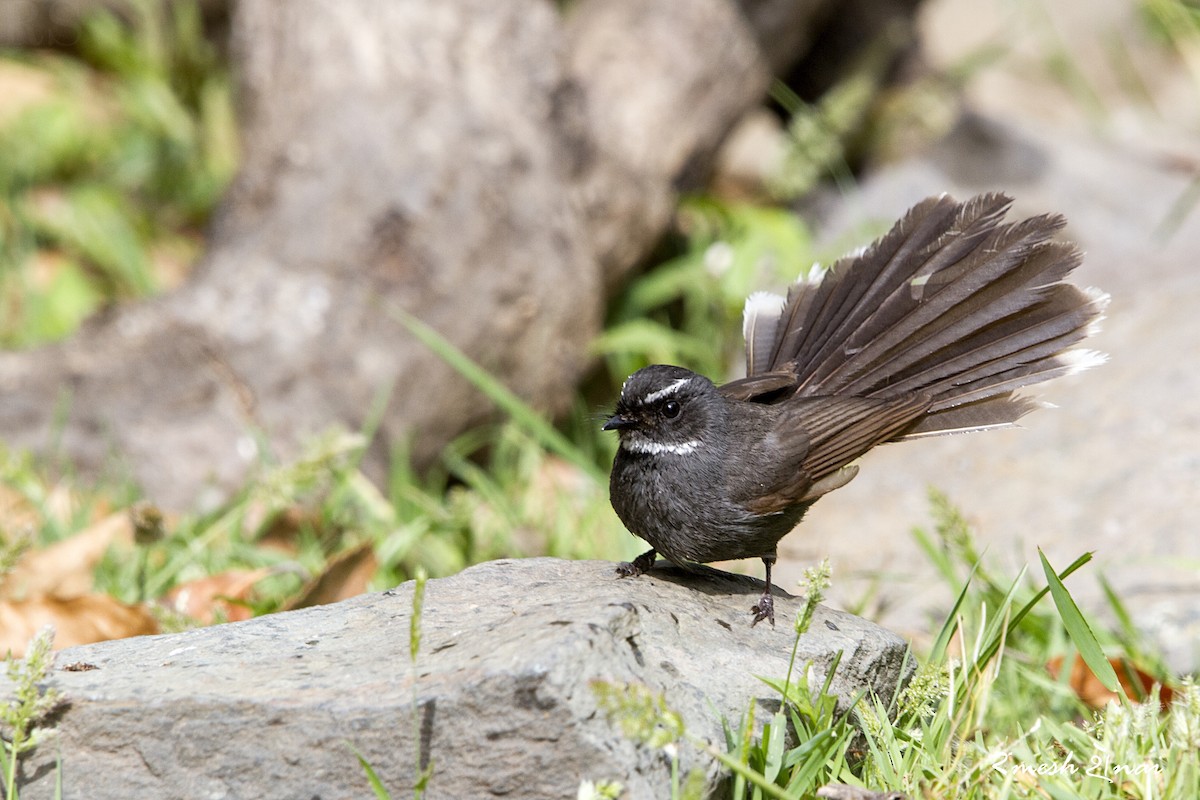 White-throated Fantail - ML257995221