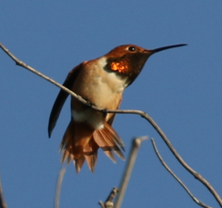 Allen's Hummingbird - ML25799591