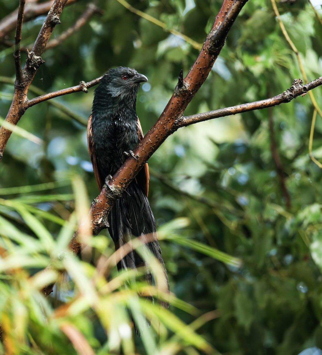 Malagasy Coucal - ML257995991