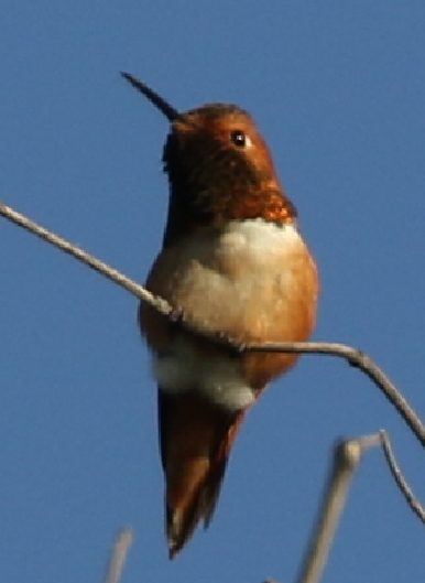 Allen's Hummingbird - ML25799601