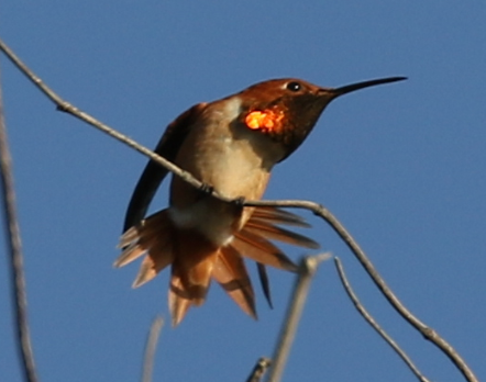 Allen's Hummingbird - ML25799611