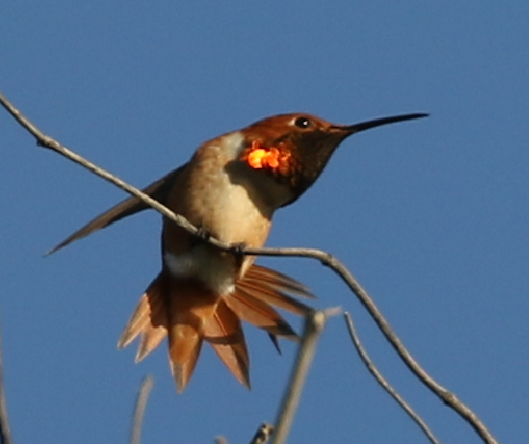 Allen's Hummingbird - ML25799621