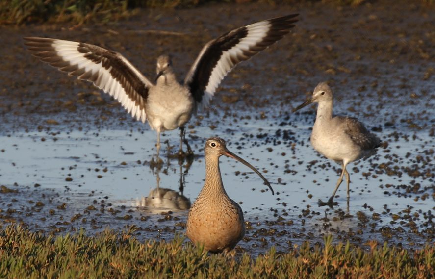 Long-billed Curlew - ML25799831
