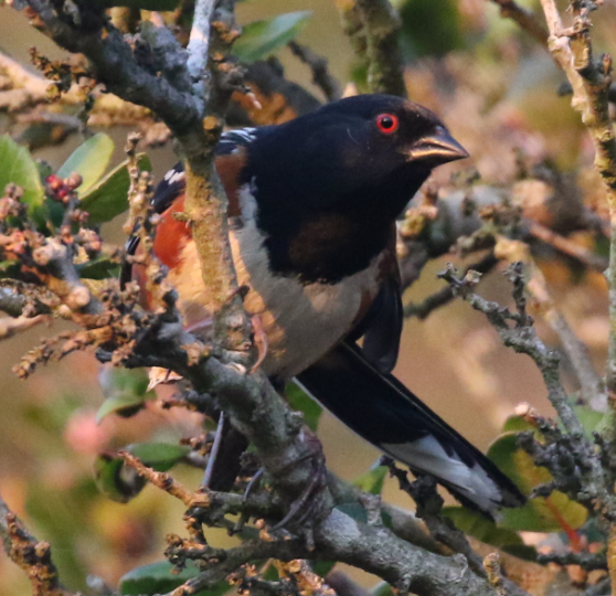 Spotted Towhee - ML25799931