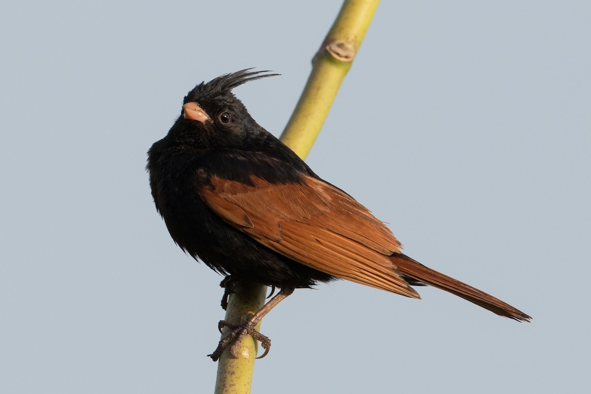 Crested Bunting - ML258000531