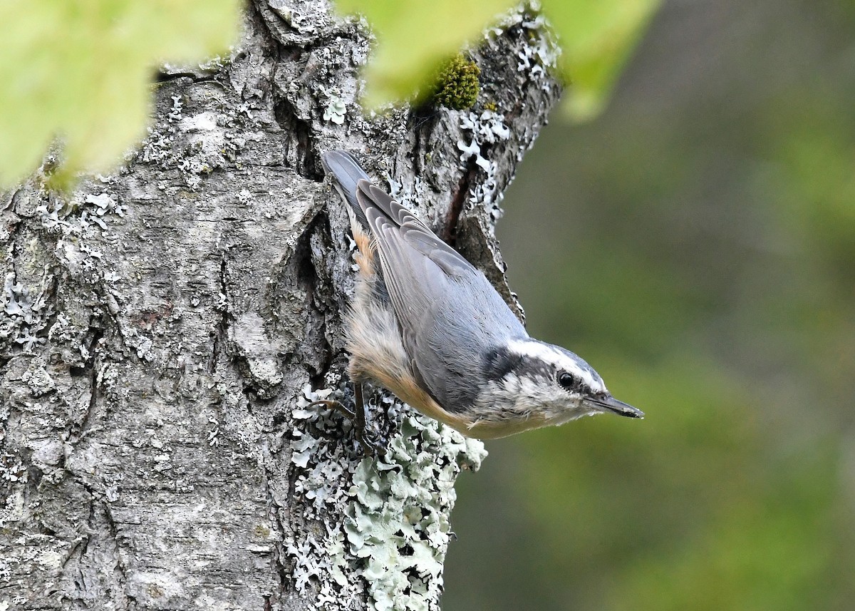 Red-breasted Nuthatch - Gary Chapin