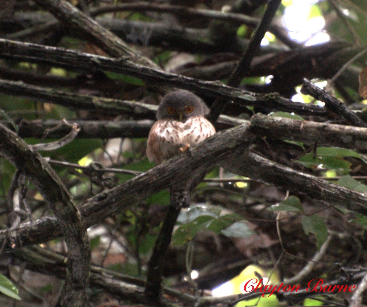 Red-chested Owlet - Clayton Burne