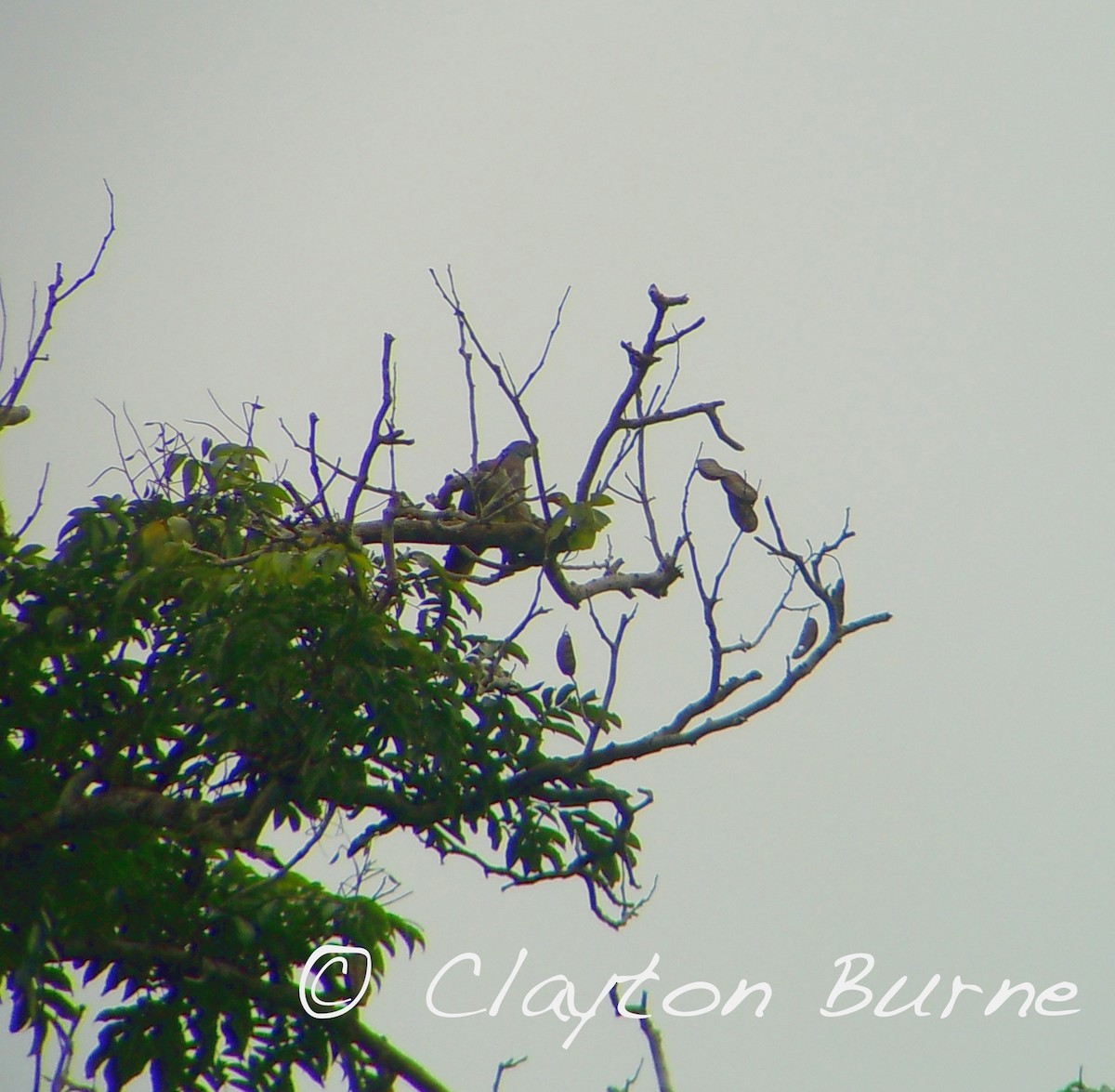 Bronze-naped Pigeon - Clayton Burne