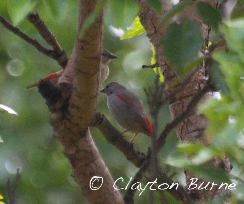 Red-winged Pytilia - Clayton Burne