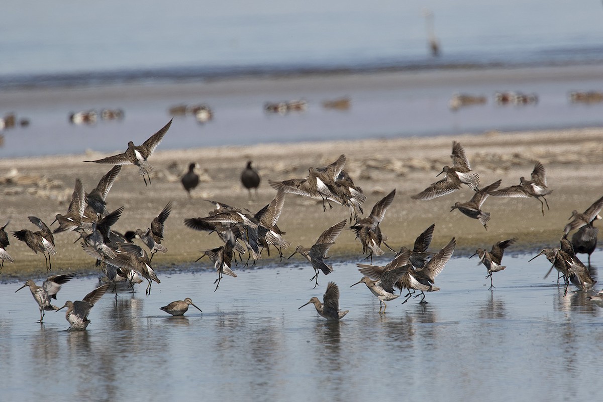Long-billed Dowitcher - ML25800861