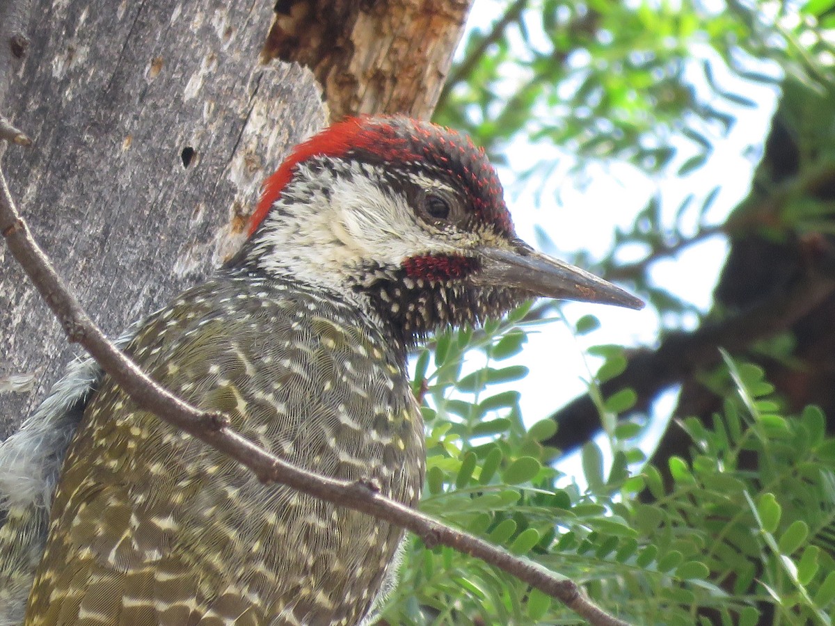 Golden-tailed Woodpecker - Andrew Jacobson