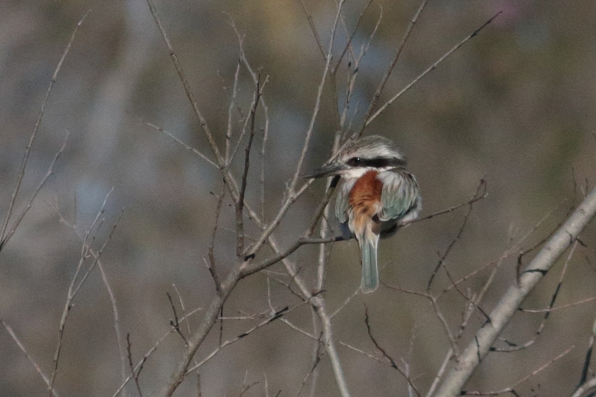 Red-backed Kingfisher - ML258009311