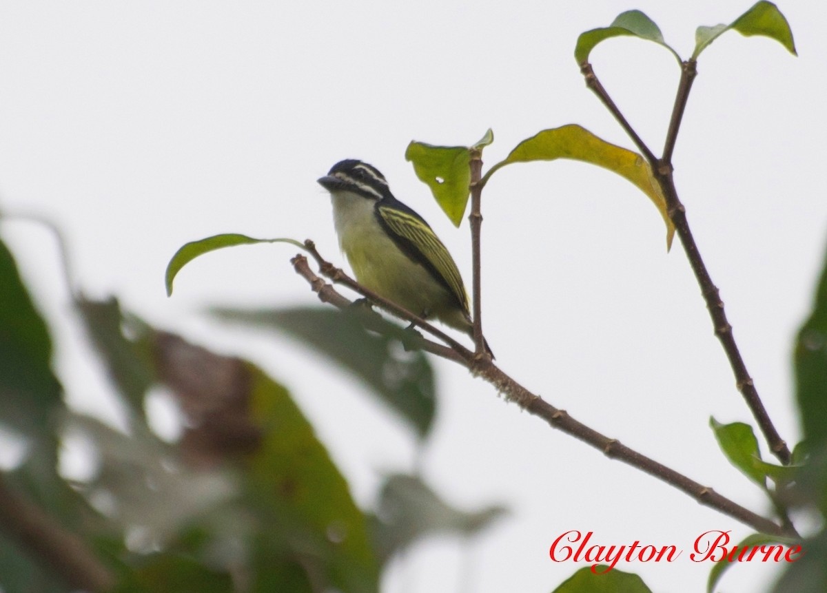 Yellow-rumped Tinkerbird - Clayton Burne