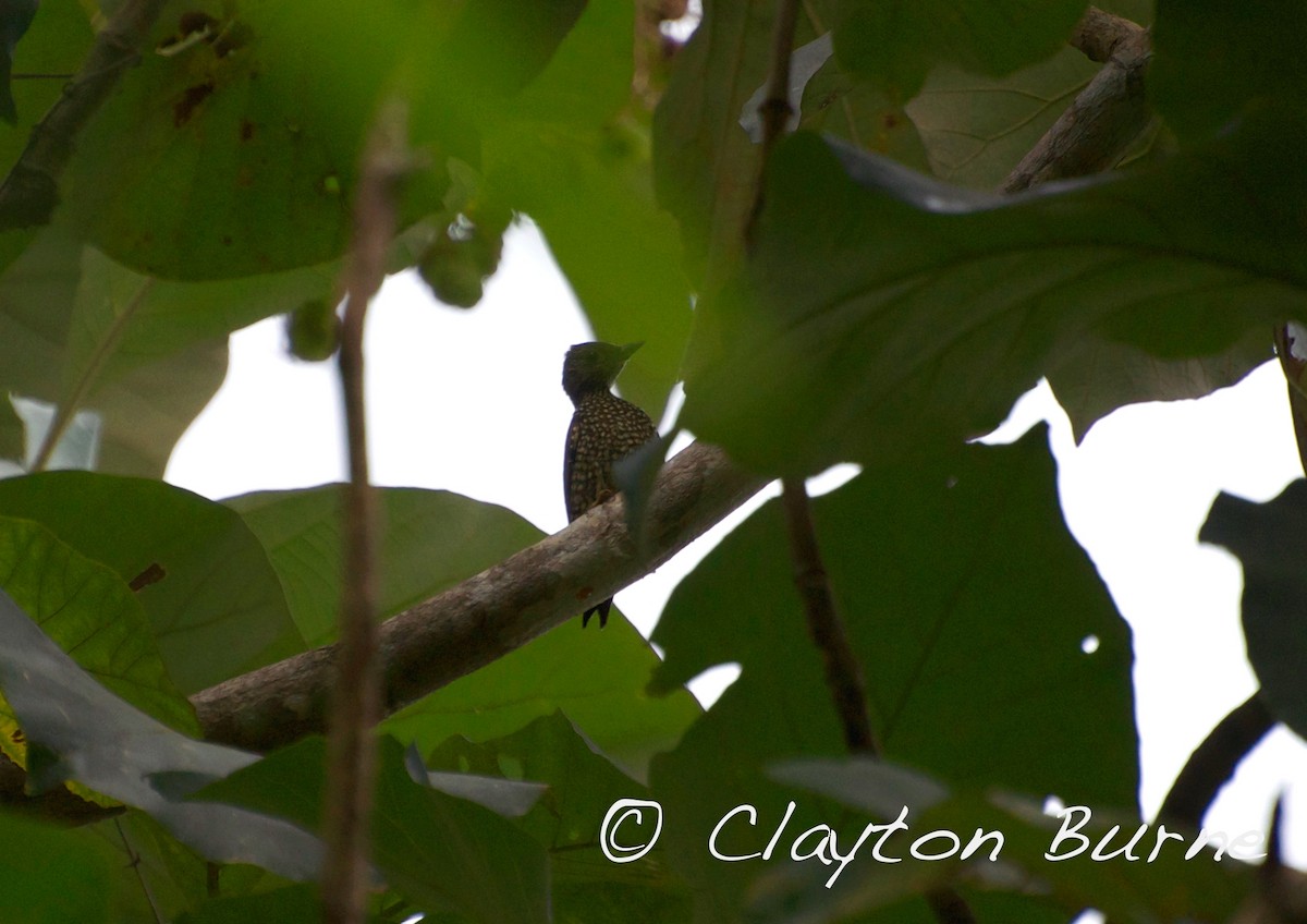 Buff-spotted Woodpecker - Clayton Burne