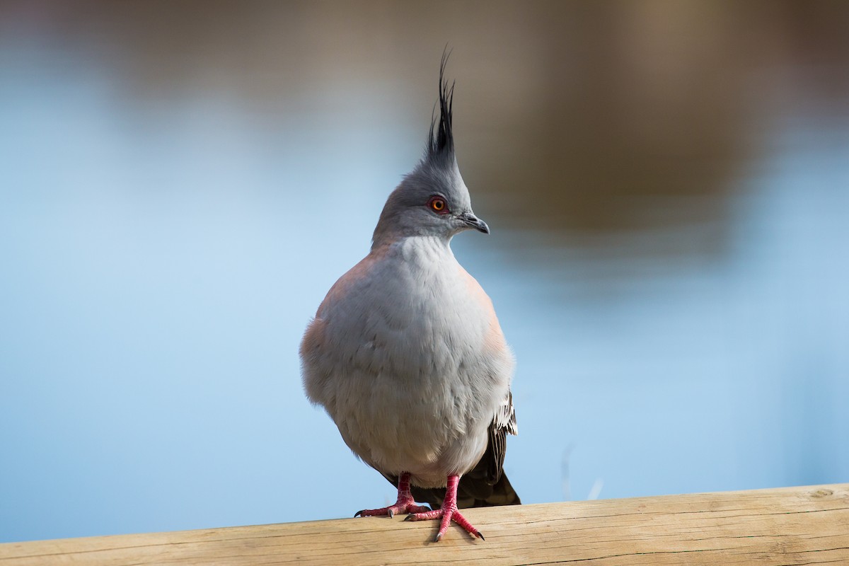 Crested Pigeon - Neil Bloem