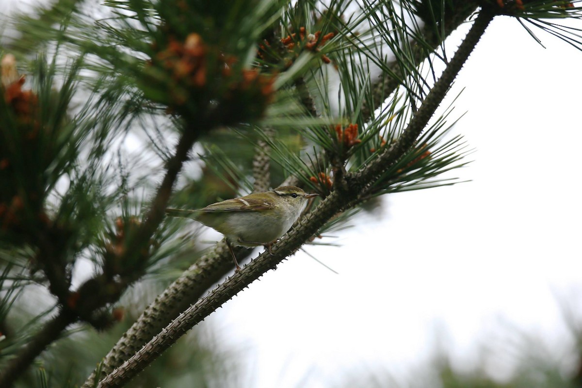 Yellow-browed Warbler - ML258010531