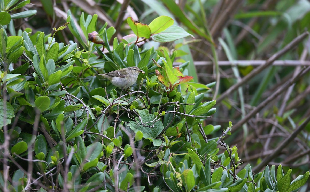 Yellow-browed Warbler - ML258010541