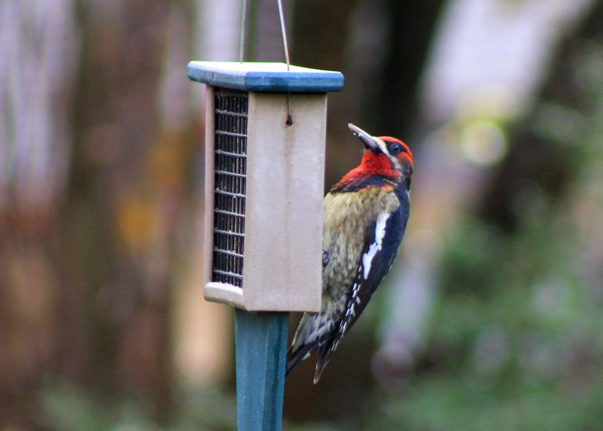 Red-naped x Red-breasted Sapsucker (hybrid) - ML25801331