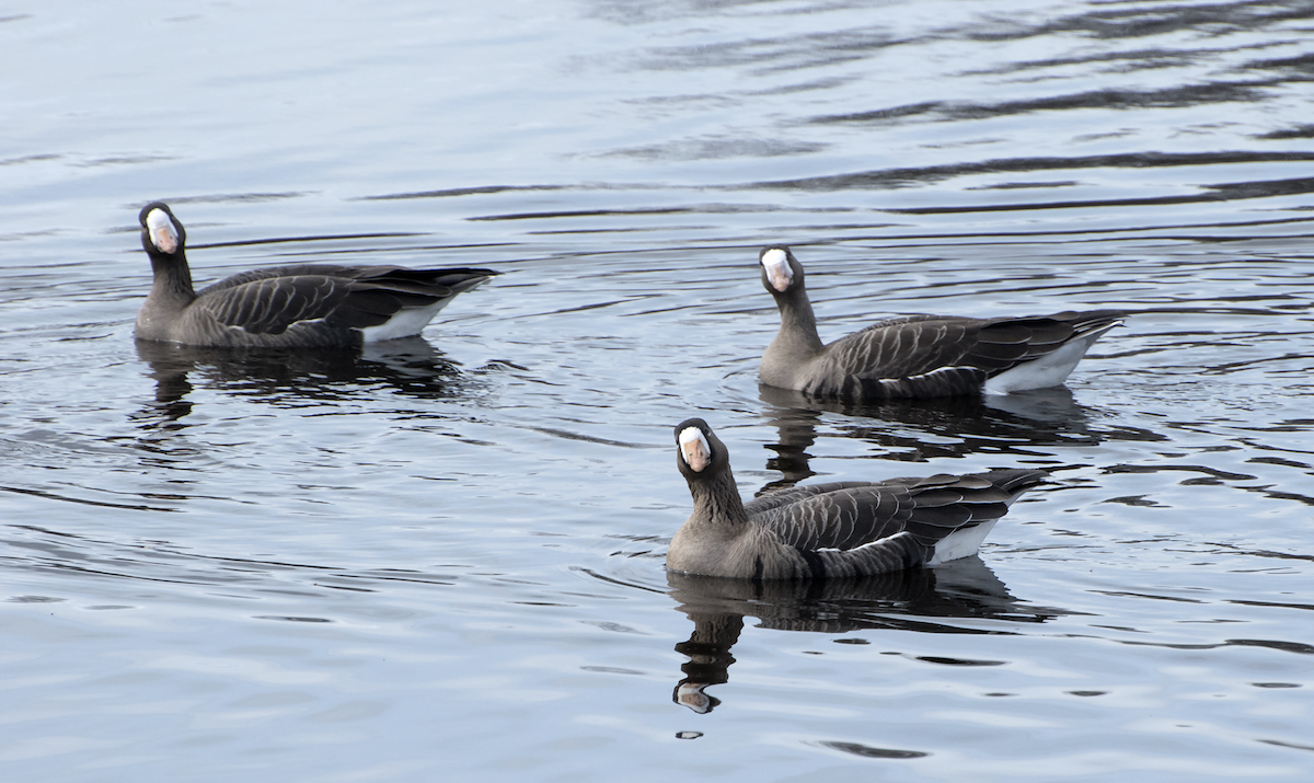 Greater White-fronted Goose - ML25801451