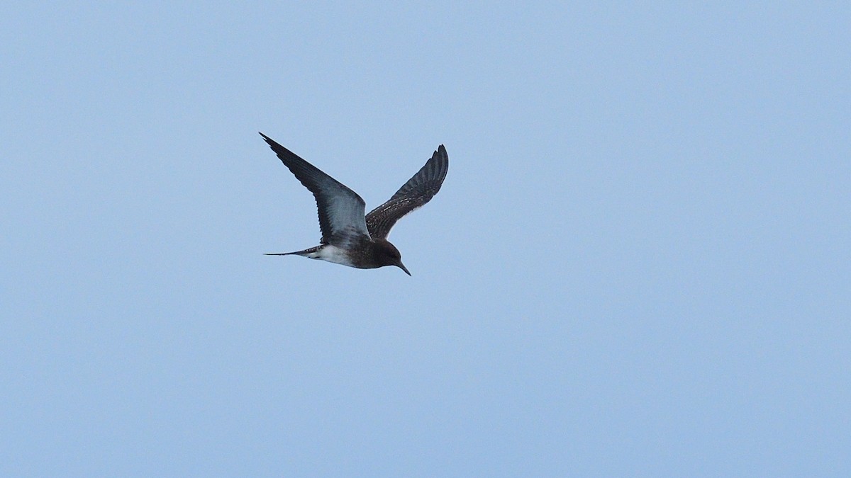 Sooty Tern - Anonymous