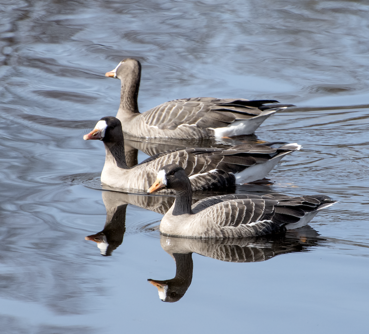 Greater White-fronted Goose - ML25801481