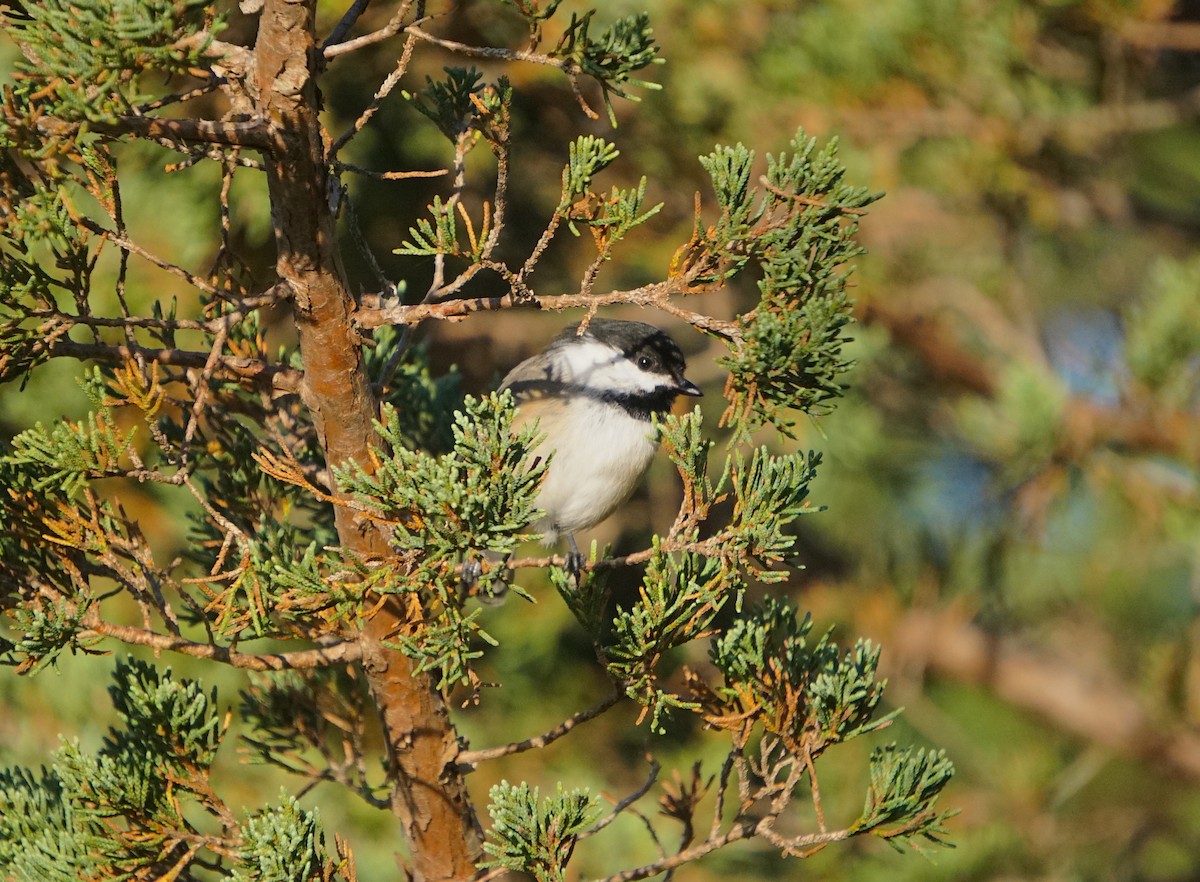 Black-capped Chickadee - Christopher DiPiazza