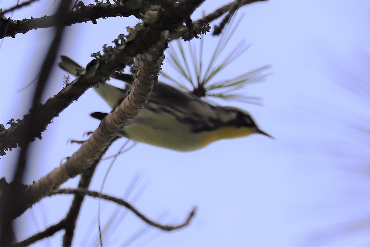Yellow-throated Warbler - Mary Harrell