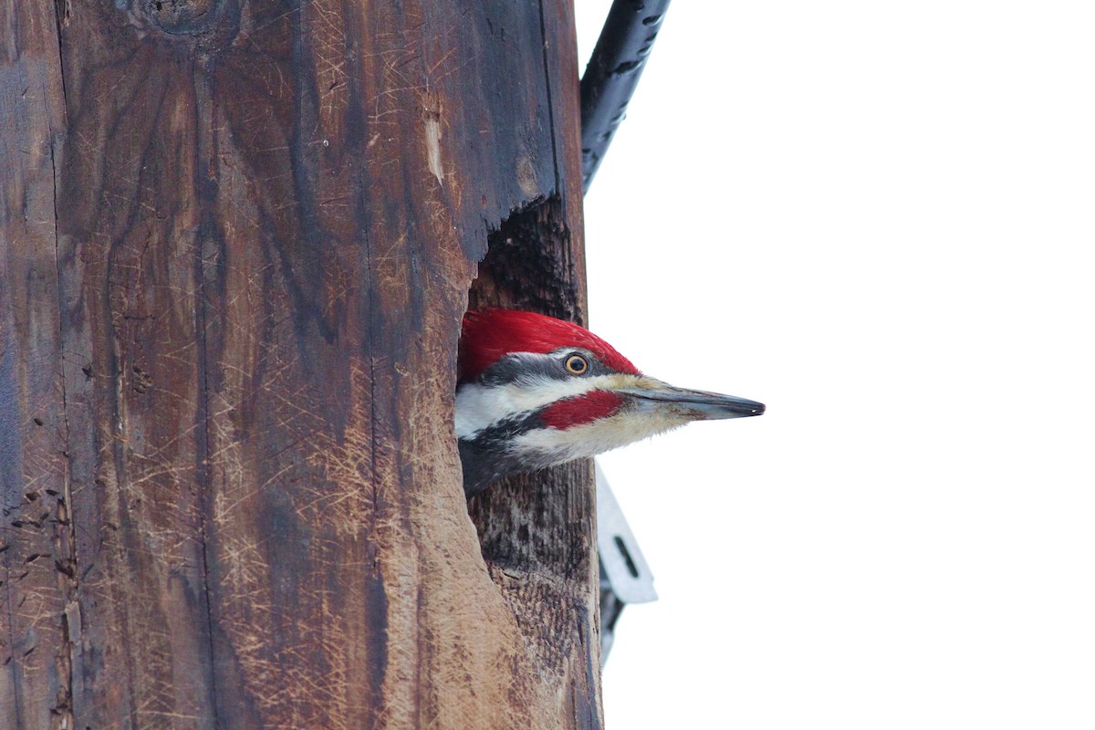 Pileated Woodpecker - ML25802681