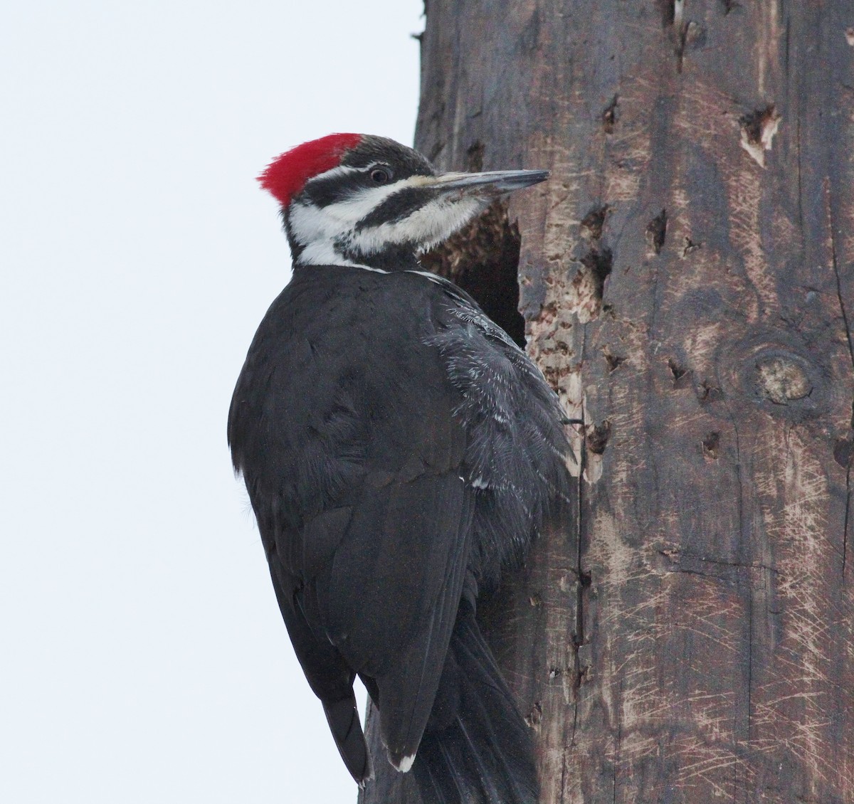 Pileated Woodpecker - ML25802721