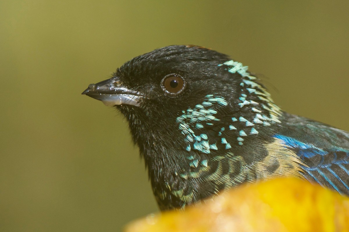 Spangle-cheeked Tanager - ML258037011