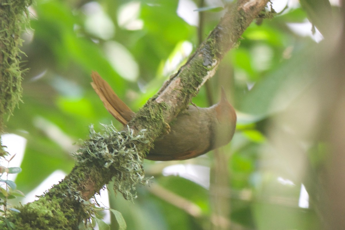 Red-faced Spinetail - ML258037171