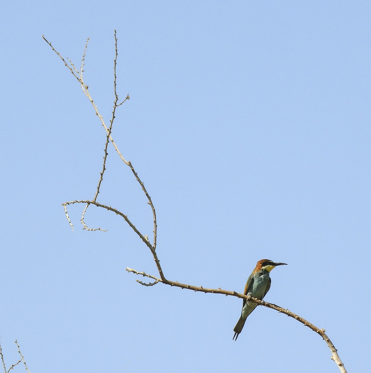 European Bee-eater - ML258042151