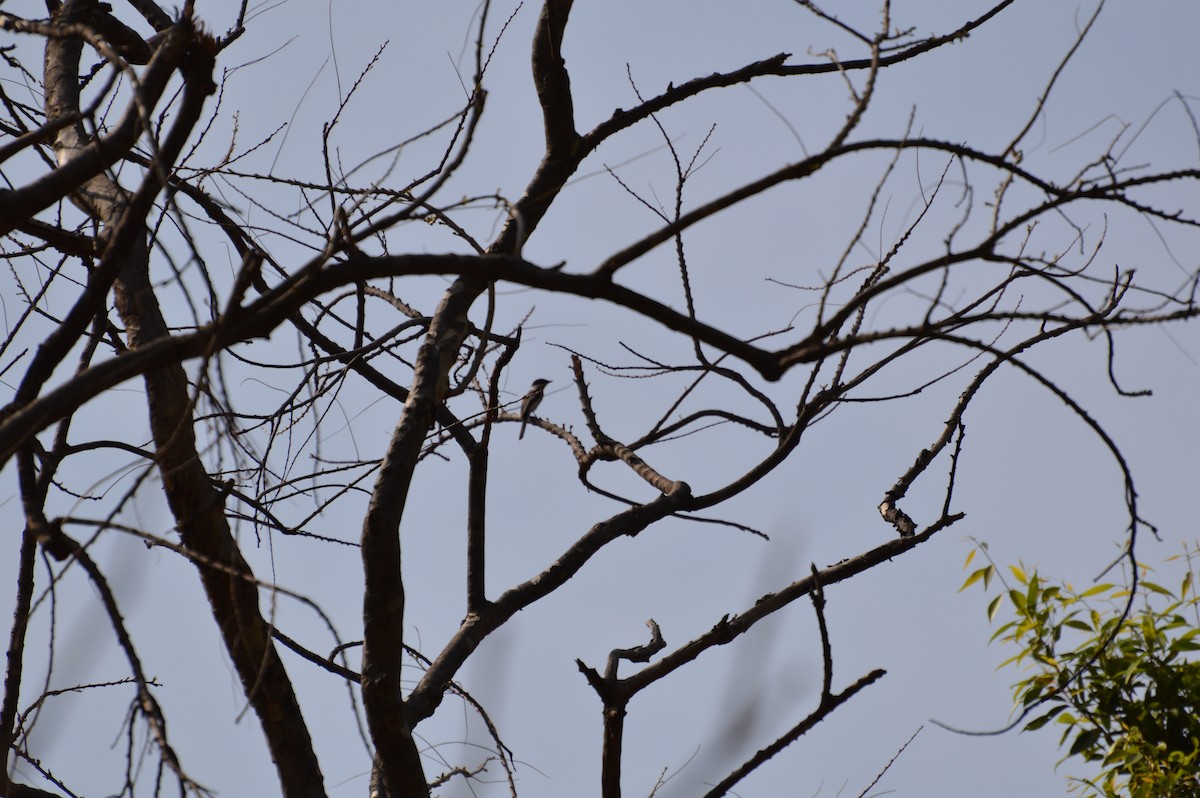 Bar-winged Flycatcher-shrike - kiran more