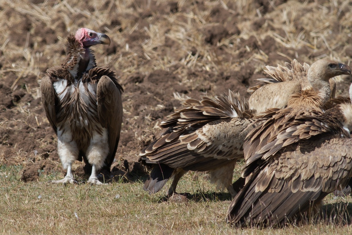 Lappet-faced Vulture - ML258046241