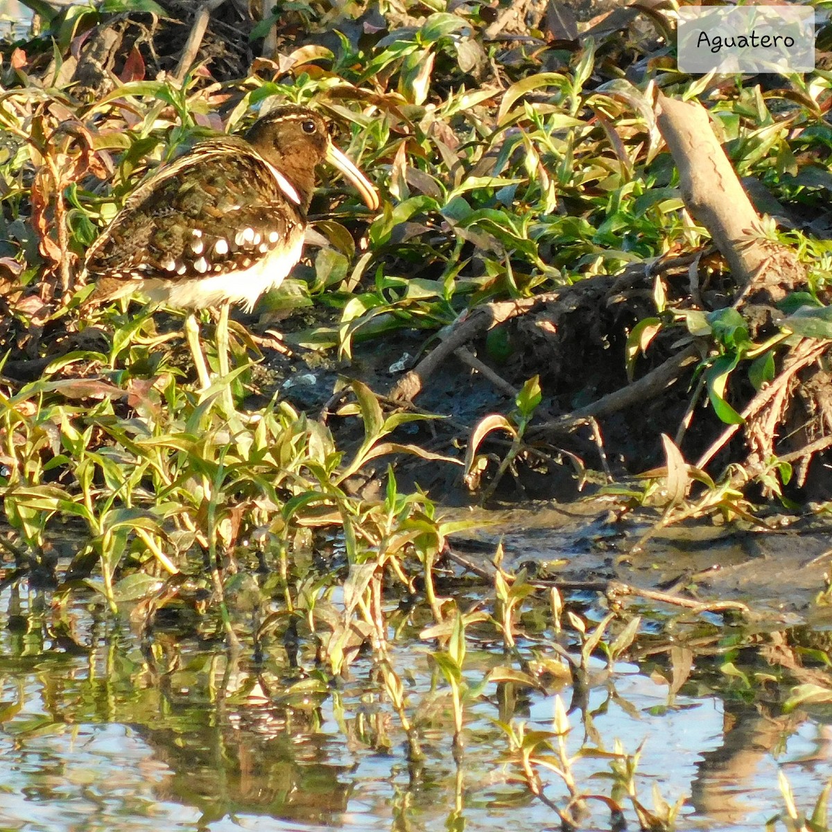 South American Painted-Snipe - ML258046441