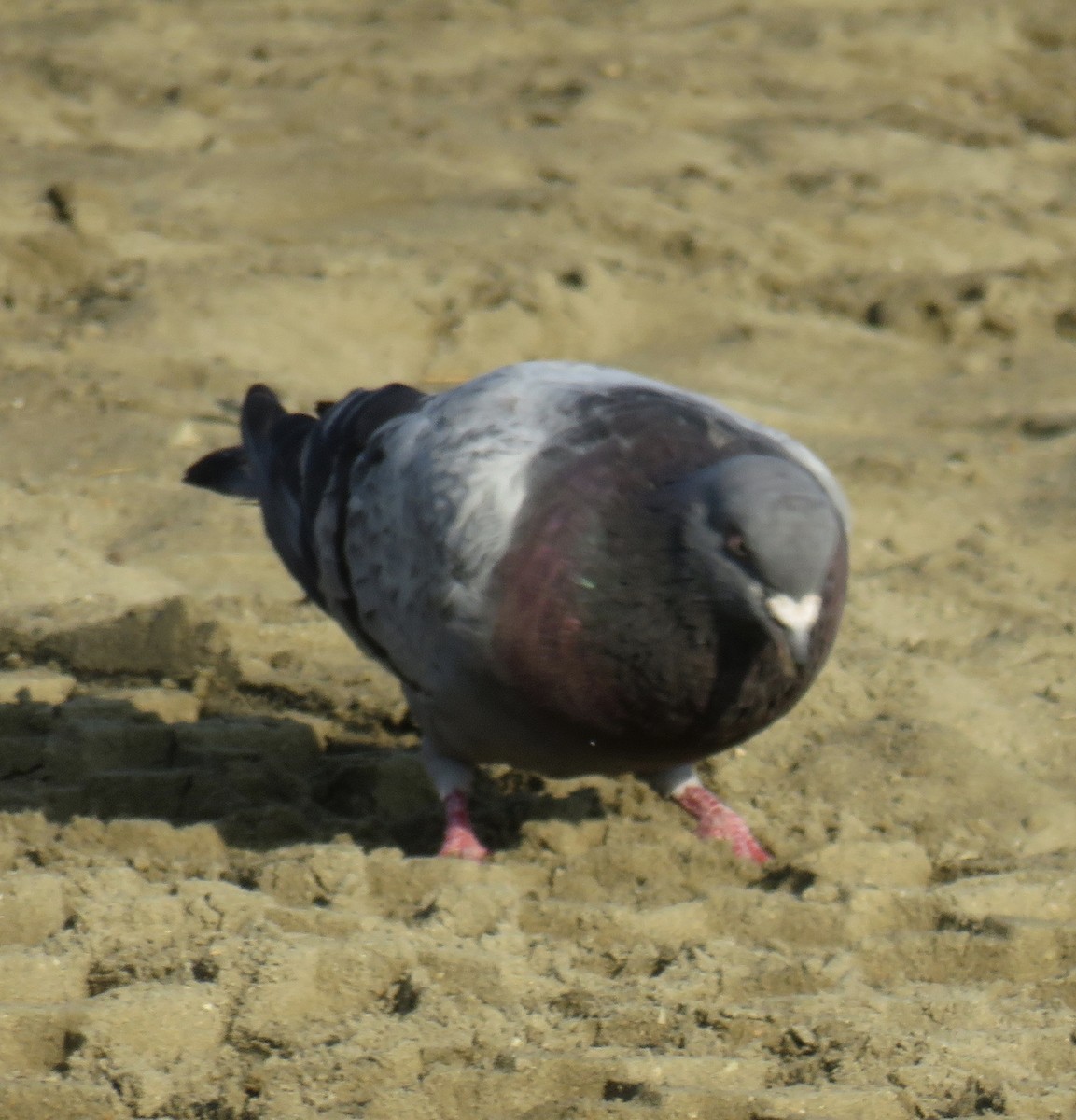 Rock Pigeon (Feral Pigeon) - ML258054061