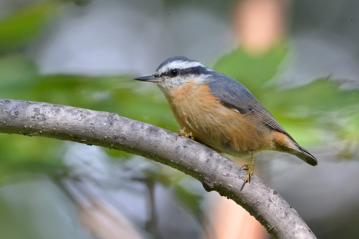 Red-breasted Nuthatch - Jean Aubé